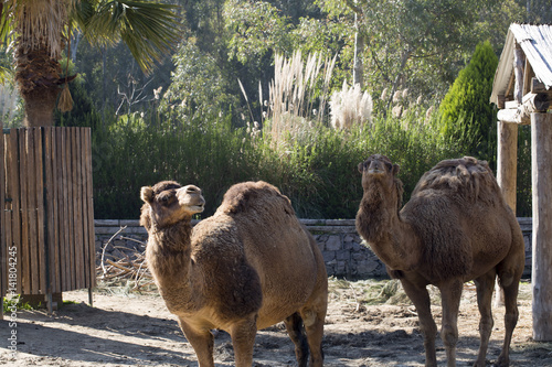 Camel photo