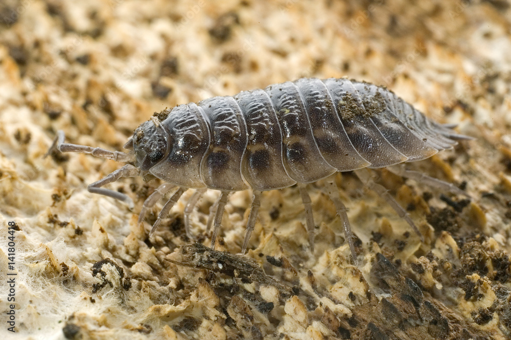 Porcellio scaber / Cloporte des caves / Isopose Porcellio scaber / Cloporte des caves / Isopose