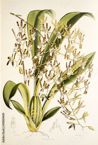Illustration botanique / Oncidium laeve photo