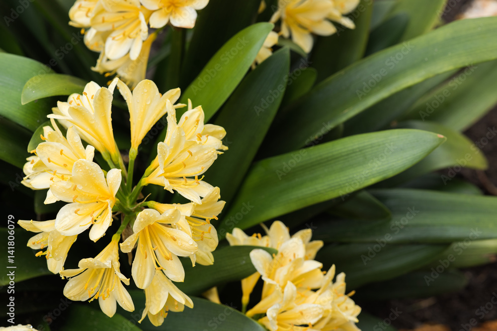 Spring garden flowers Spring garden flowers
