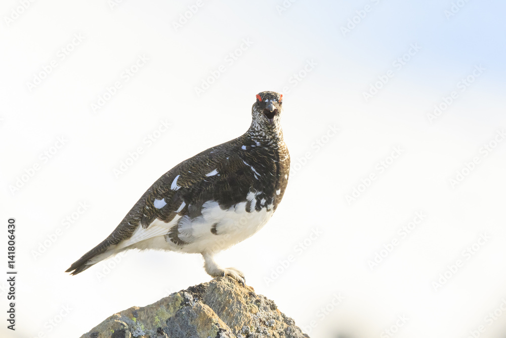 Trentino Alto Adige, Italy. Rock ptarmigan. Trentino Alto Adige, Italy. Rock ptarmigan.