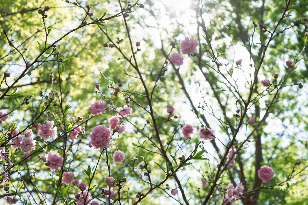 close up fluffy pink flowers with blurry green background