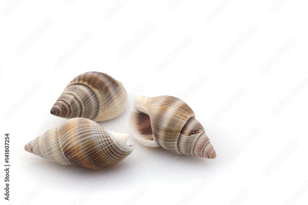 Exotic seashell on a white background