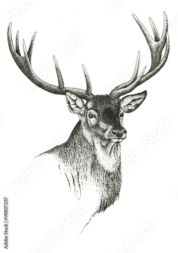 Illustration zoologique  / Cervus elaphus/ Cerf élaphe