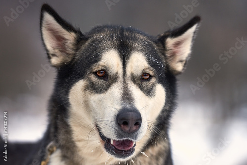 Beautiful alaskan malamute . Alaskan malamute in the nature, in the winter time.