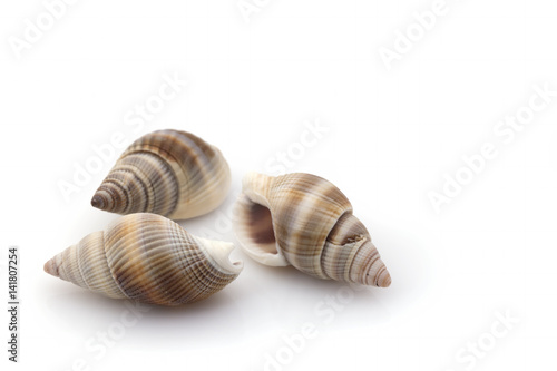 Exotic seashell on a white background