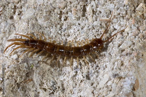 Lithobius forficatus / Chilopode / Mille pattes photo