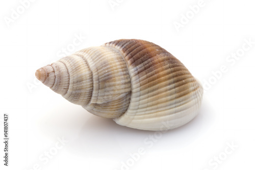 Single snail shell closeup on white background
