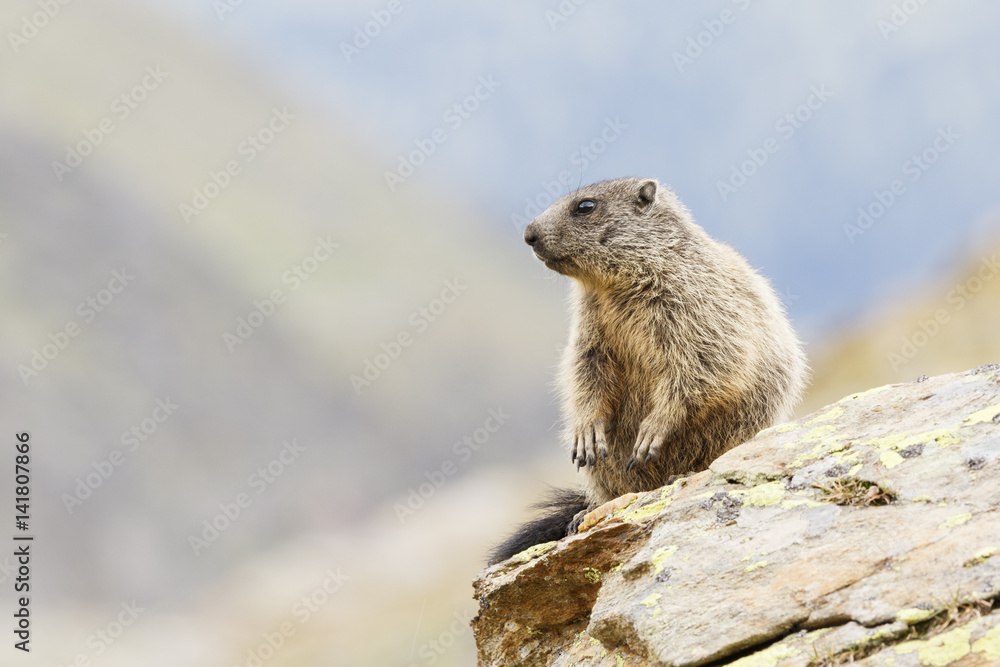Stelvio National Park, Lombardy, Italy. Alpine marmot. Stelvio National Park, Lombardy, Italy. Alpine marmot.