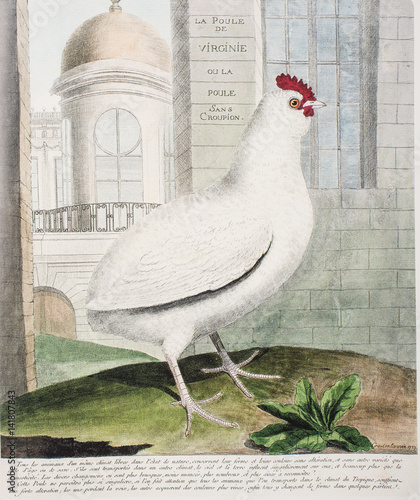 François Nicolas Martinet / Gallus gallus / Poule de Virginie photo