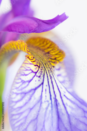 Fototapeta Naklejka Na Ścianę i Meble -  Iris sibirica, a mauve and yellow siberian beardless iris,  close up abstract background