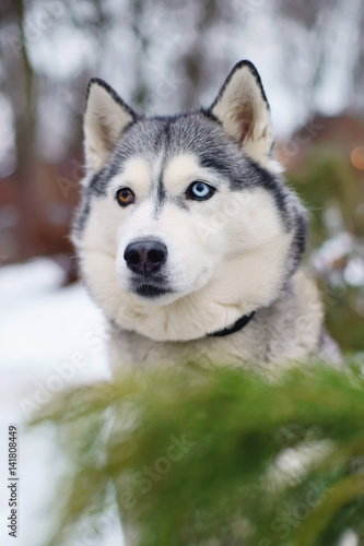The portrait of a grey Siberian Husky dog with different eyes sitting outdoors in winter © Eudyptula