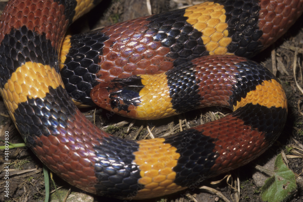 Obraz premium Lampropeltis triangulum / Faux serpent corail / Serpent roi écarlate