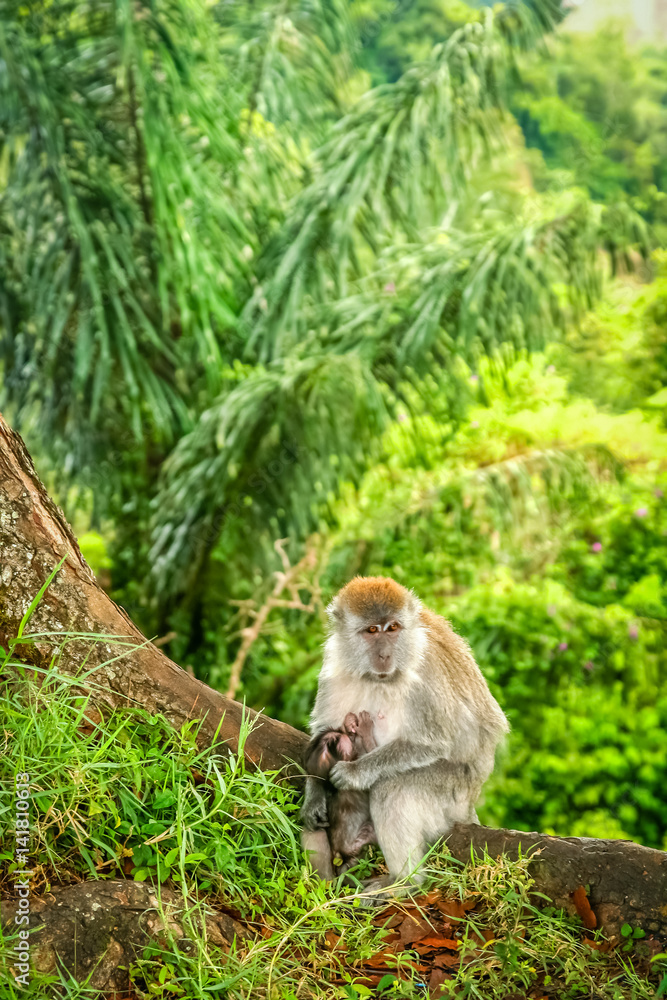 Fototapeta premium Indonesian Macaque monkey