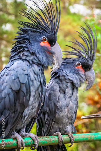 Black Parrots in a zoo