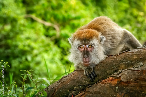 Indonesian Macaque monkey