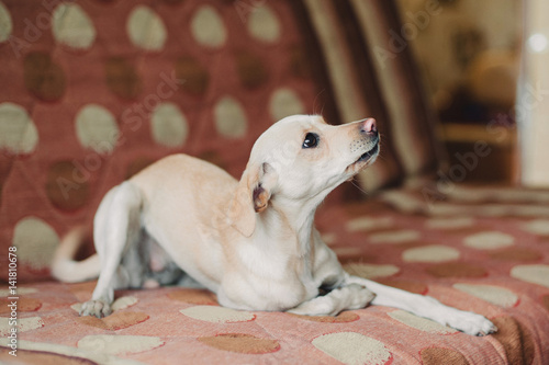 Mongrel dog is feeling sorry for destroying things photo