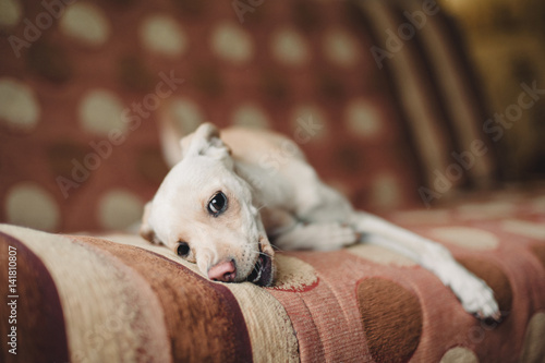 Mongrel dog gnawing a sofa