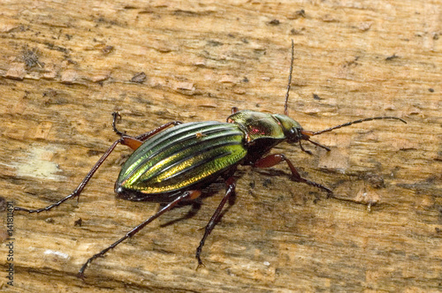 Carabus auronitens / Carabe à reflets dorés