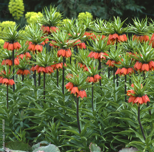 Fritillaria imperialis / Couronne impériale / Fritillaire impériale