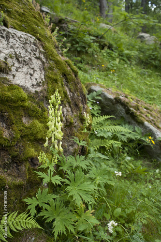 Aconitum vulparia / Aconitum lycoctonum ssp. vulparia / Aconit tue loup