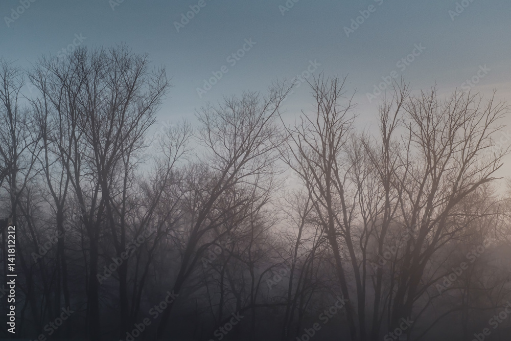 Tree Fog Tree Fog