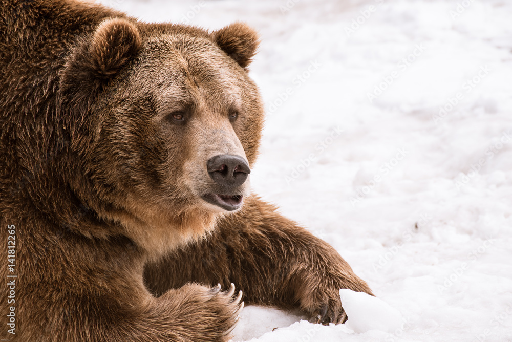 Grizzly Bear in the winter with snow life style(eat play chill) Grizzly Bear in the winter with snow life style(eat play chill)