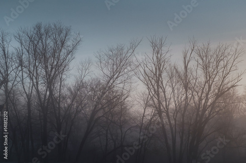 Tree Fog