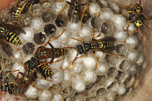 Polistes gallicus / Poliste gaulois / Guêpe poliste photo