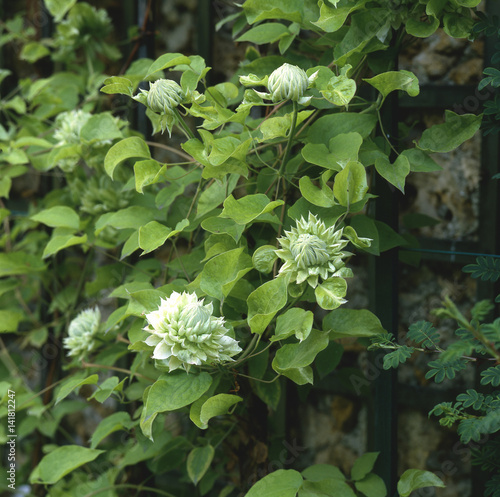 Clematis x / Clématite 'Duchesse Edinburg' photo