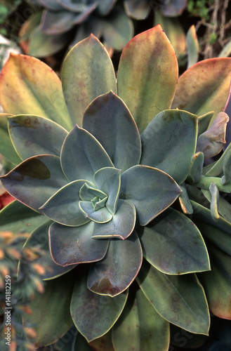 Echeveria gibbiflora / Echevérie photo