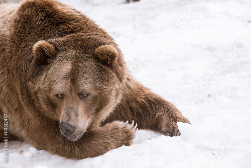 Wallpaper Mural Grizzly Bear in the winter with snow life style(eat play chill) Torontodigital.ca
