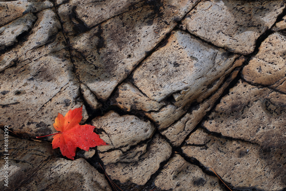 Red leaf. Leaf on a stone. Autumn in Canada. Background. Red leaf. Leaf on a stone. Autumn in Canada. Background.
