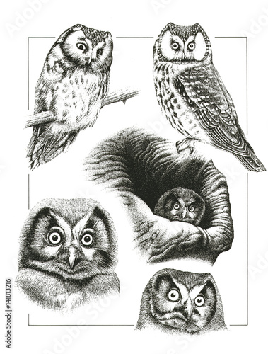 Illustration zoologique / Aegolius funereus / Chouette de Tengmalm