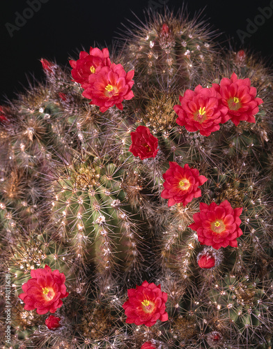 Echinocereus polyacanthus photo