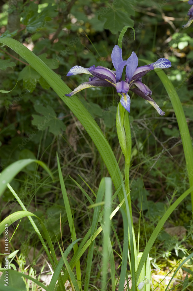 Iris graminea / Iris à feuilles de graminée Iris graminea / Iris à feuilles de graminée
