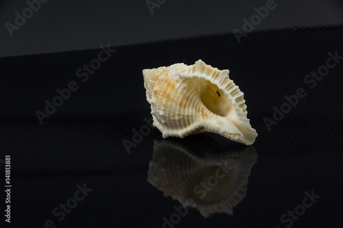 Latirus polygonus Beautiful sea shell on a black background