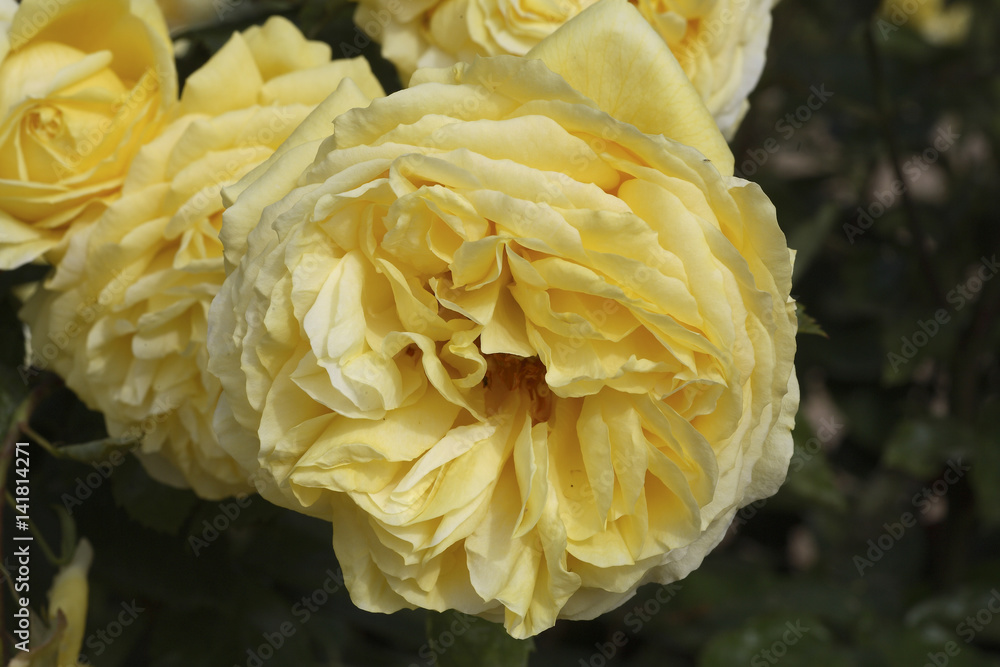 Rosa x / Rose 'Toulouse Lautrec' Rosa x / Rose 'Toulouse Lautrec'