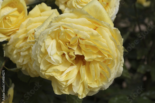 Rosa x / Rose 'Toulouse Lautrec' photo