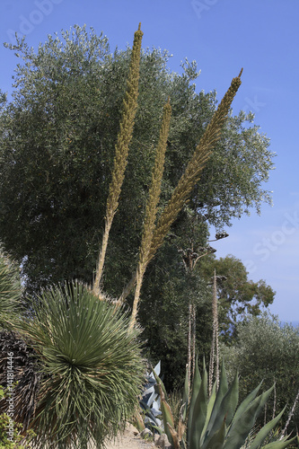 Dasylirion serratifolium photo