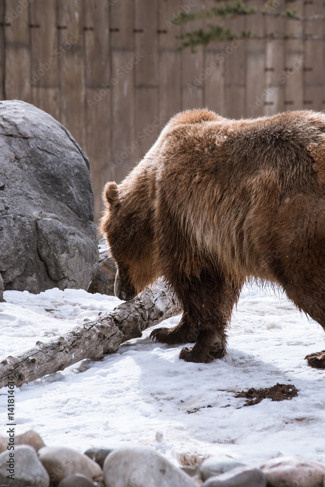 Grizzly Bear in the winter with snow life style(eat play chill) Grizzly Bear in the winter with snow life style(eat play chill)