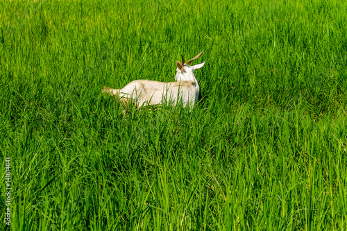 Goat in natural background photo