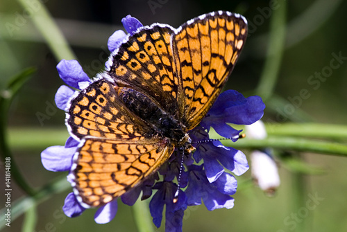 Melitaea cinxia / Mélitée du plantain / Damier photo