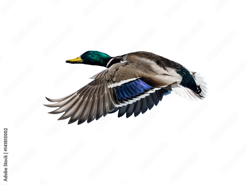Male Mallard in Flight on White Background, Isolated Male Mallard in Flight on White Background, Isolated