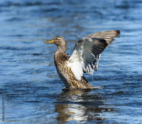 Female Mallard Splashing Water With Open Wings © FotoRequest
