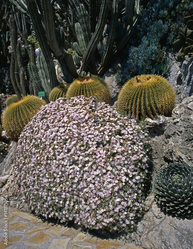 Drosanthemum floribundum photo