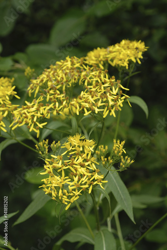 Senecio nemorensis subsp. fuchsii / Séneçon de Fuchs photo