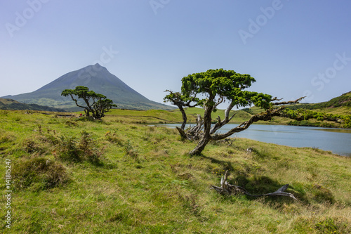 Strange trees near Lagoa do Capitao Lake, Pico Island, Azores, Portugal photo