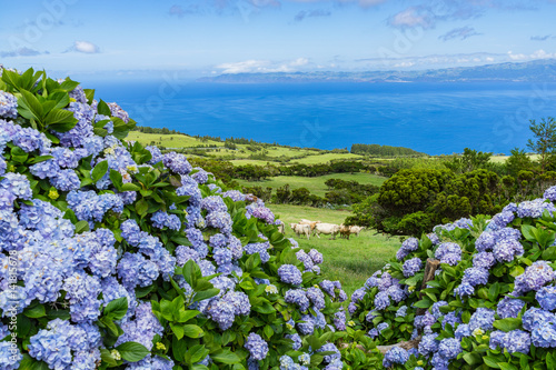 Typical azorean landscape with green hills, cows and hydrangeas, Pico Island, Azores, Portugal photo