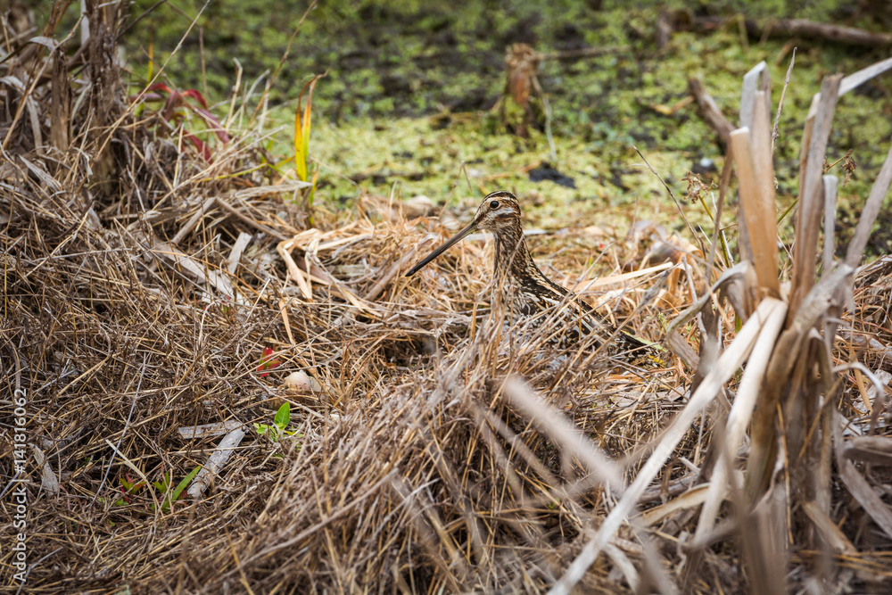 Wilson's Snipe (Gallinago delicata) hiding in marsh grasses